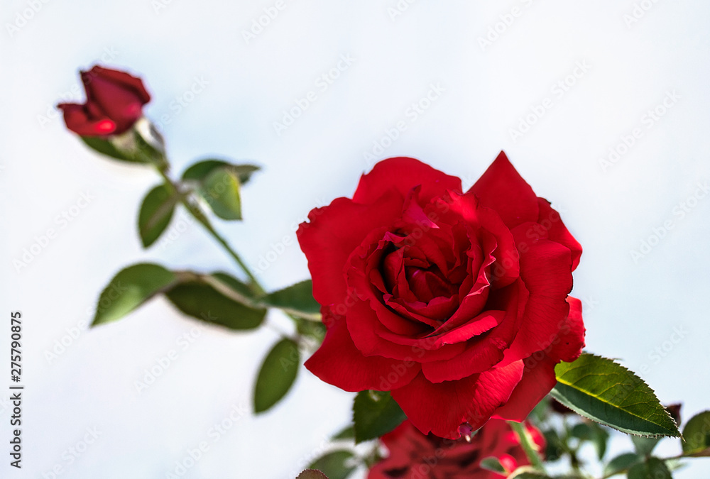 Red rose with green leaves isolated on white background. There is a place for text. Copy space. Close-up. Red rose with green leaves isolated on white background. There is a place for text. Copy space. Close-up.
