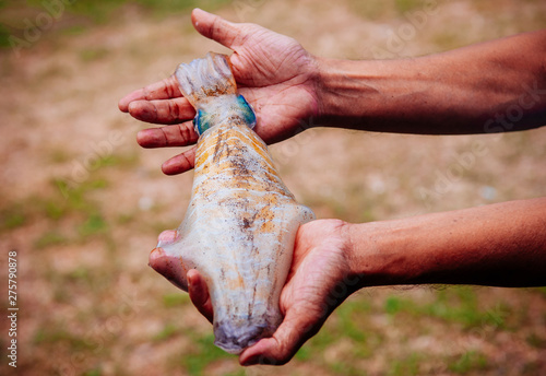 Fresh catch cuttlefish squids in man hands