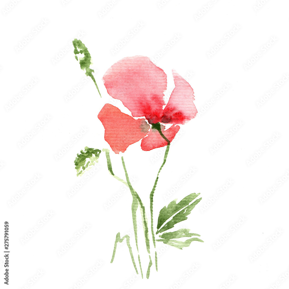 Fototapeta premium Red Poppy flower isolated on white background. Watercolor painting,decorative and stylish.