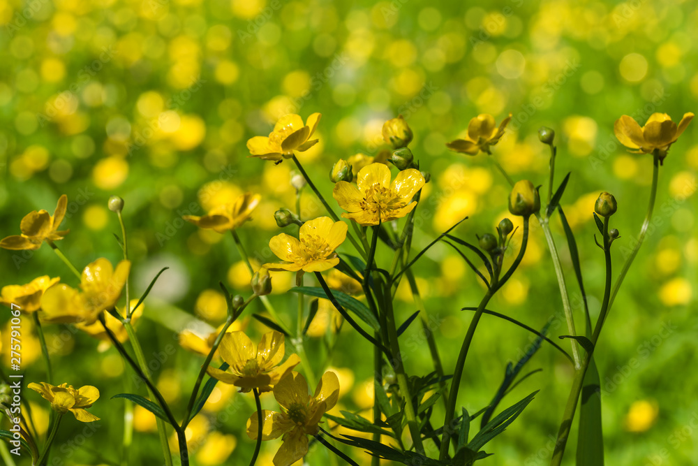 Fototapeta premium Forest glade with yellow wildflowers on a summer day