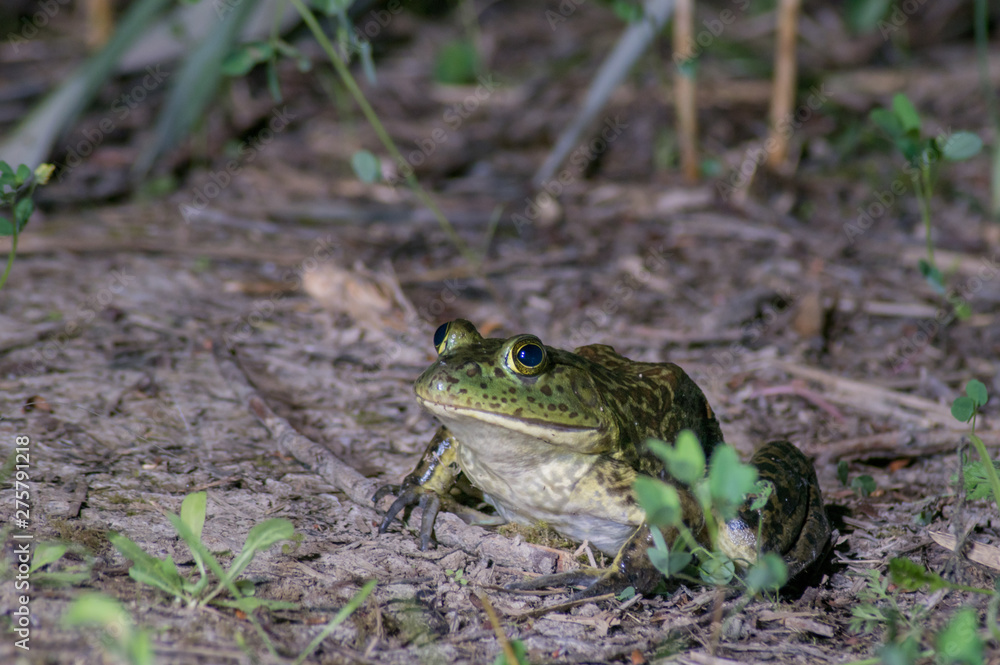 Fototapeta premium American Bullfrog (Lithobates catesbeianus) resting on the shore of a pond at night time. 