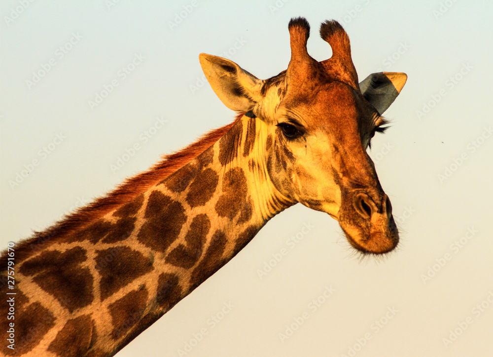 Fototapeta premium Giraffe
