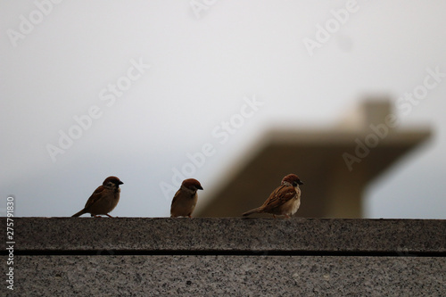 sparrows on the roof