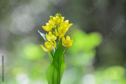 キンランの黄色い花が咲く