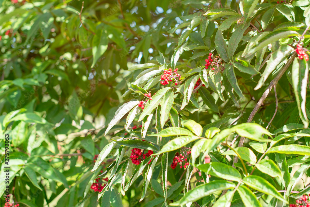 red elderberry bush with red berries