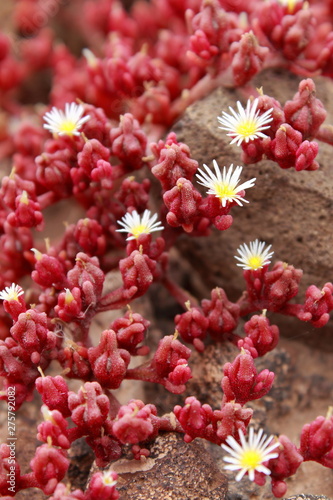 Red succulents growing on a rocky surface