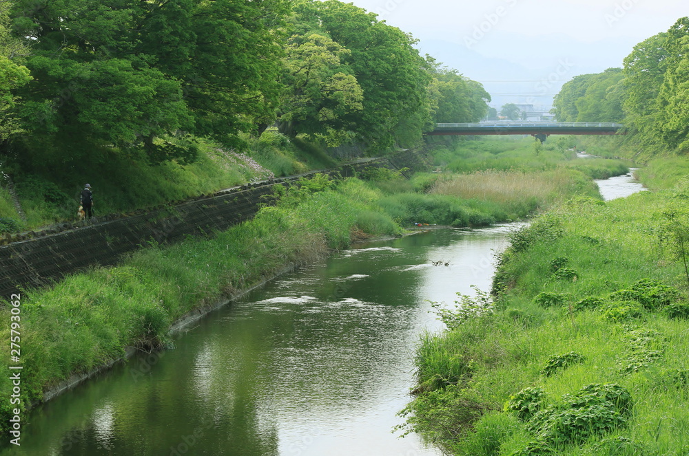 Fototapeta premium 新緑美しい 早朝の川と犬の散歩をする人の後ろ姿
