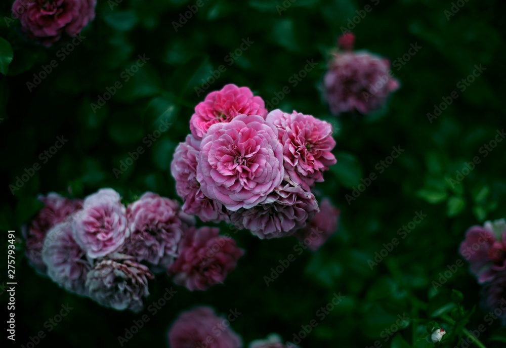 Obraz premium pink flower