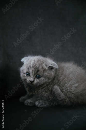 Baby scottish fold gray kitten. Portrait of a Cute, beautiful, sweet and fluffy grey scottish fold cat. 