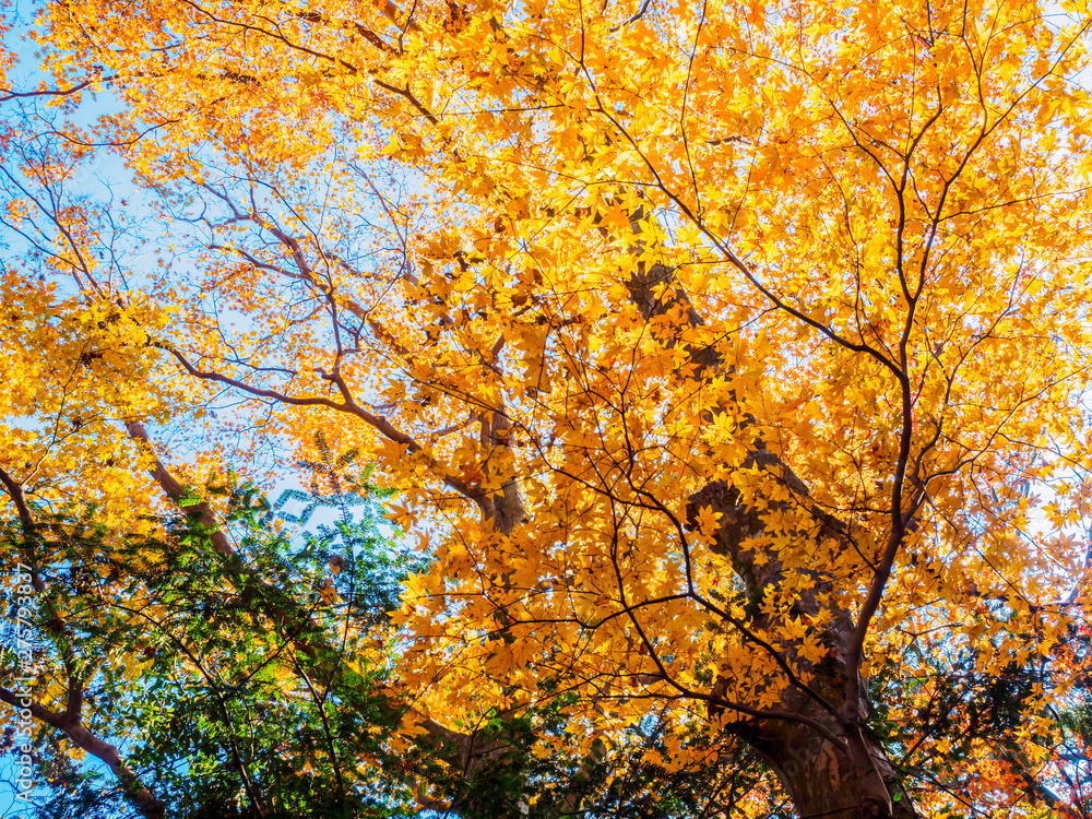 Japan's beautiful maple autumn leaves Japan's beautiful maple autumn leaves
