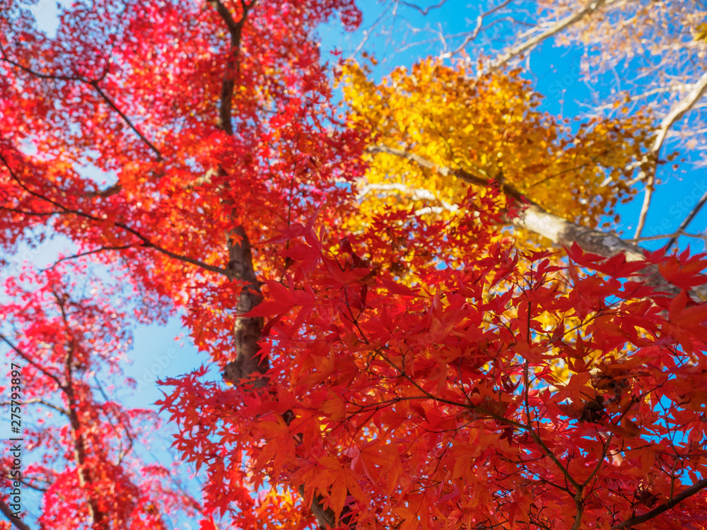 Japan's beautiful maple autumn leaves Japan's beautiful maple autumn leaves