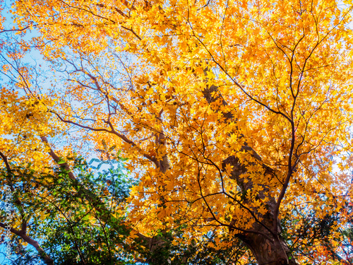 Japan's beautiful maple autumn leaves
