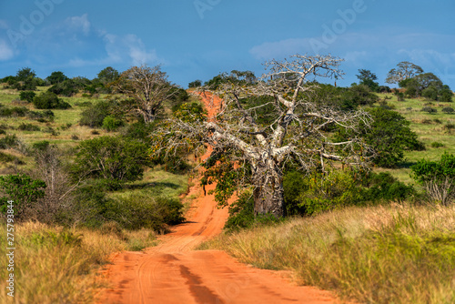 Baobab sur une piste africaine
