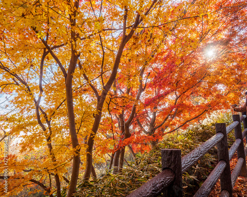 Japan's beautiful maple autumn leaves