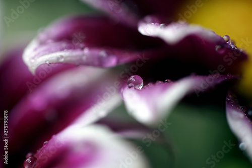 Smaal water drop on a flower petal