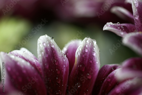 Wet pink and white flower petals 