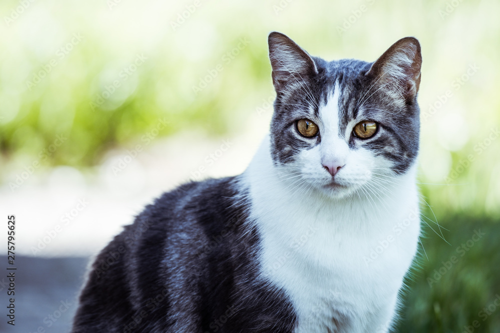 Chat tigré et blanc dans un jardin Chat tigré et blanc dans un jardin