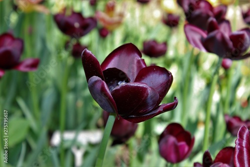 Beautiful tulip with dark color petals.