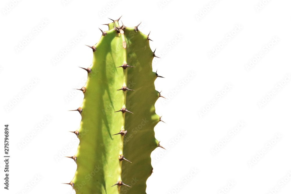 Art Cactus silhouette in the white background Art Cactus silhouette in the white background