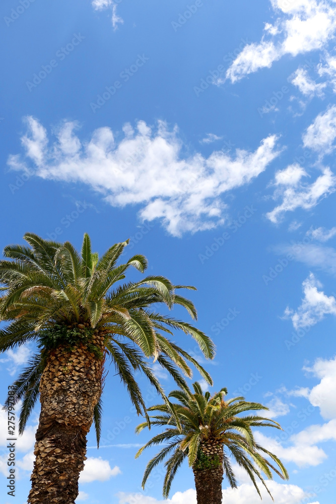 Palm trees against bright blue sky with clouds. Copy space. 