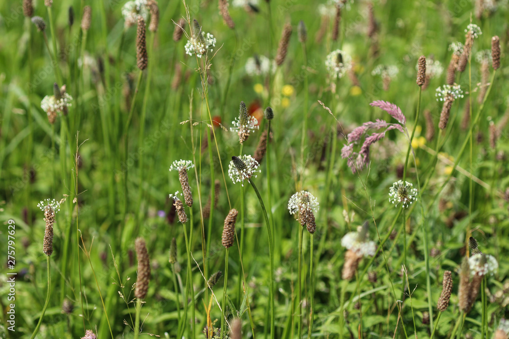 Plantago lanceolata, It is known by the common names ribwort plantain, narrowleaf plantain, English plantain and ribleaf