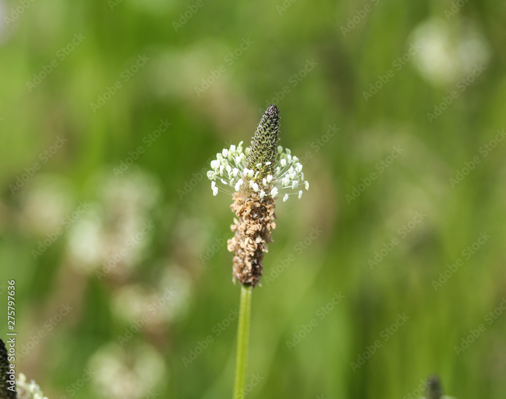 Plantago lanceolata, It is known by the common names ribwort plantain, narrowleaf plantain, English plantain and ribleaf
