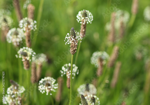 Plantago lanceolata, It is known by the common names ribwort plantain, narrowleaf plantain, English plantain and ribleaf photo