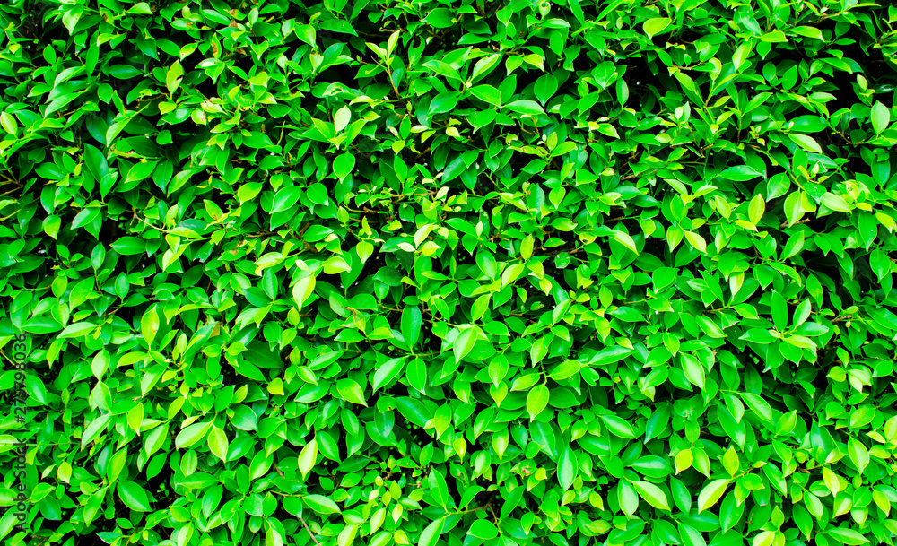 Green leaf background