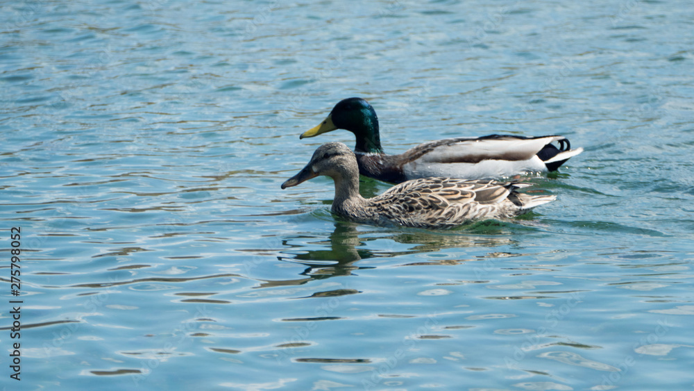 Obraz premium Couple of ducks. Two ducks swim side by side