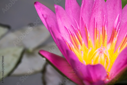flower of beautiful purple lotus. © adisorn123