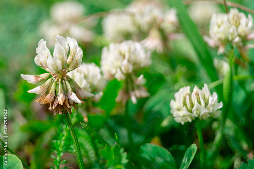 Trifolium repens. The white clover grows on a meadow