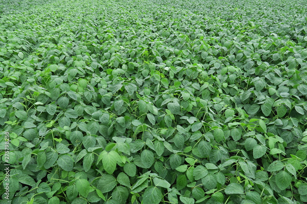 雨の枝豆畑
