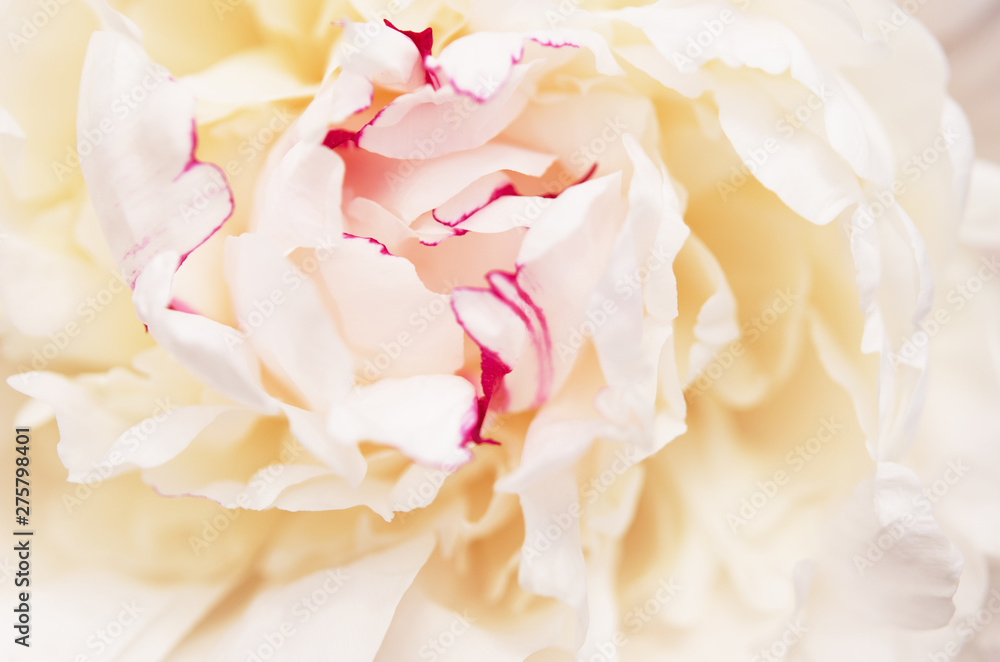 Close up of beautiful white peony flower. Natural background. - Image Close up of beautiful white peony flower. Natural background. - Image