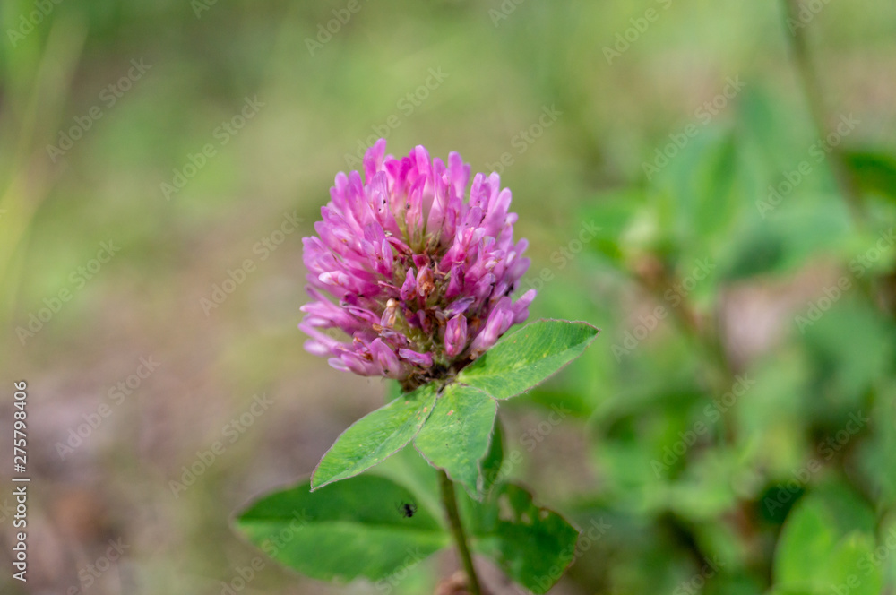 Fototapeta premium Trifolium repens. The clover grows on a meadow