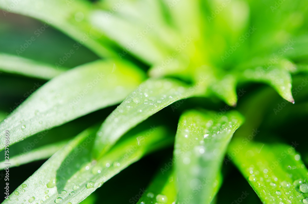 Water drops on the green leaves lily. Macro photography. - Image Water drops on the green leaves lily. Macro photography. - Image