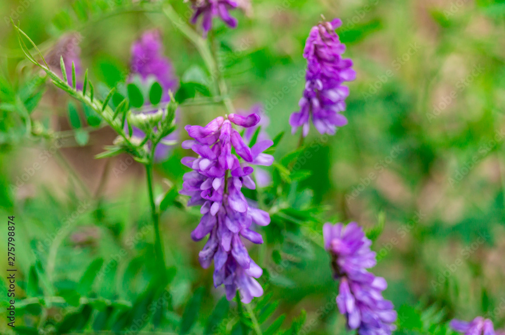 purple meadow flower growing on a green forest background purple meadow flower growing on a green forest background
