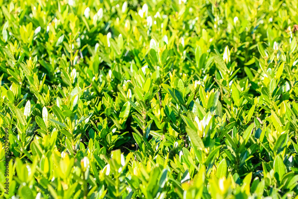 Green Leaves of rubiaceae background. Green Leaves of rubiaceae background.