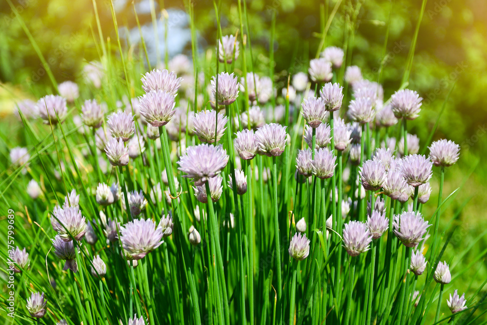 Flower decorative onion. Close-up of violet onions flowers on summer field. Beautiful blossoming onions. Garlic flowers