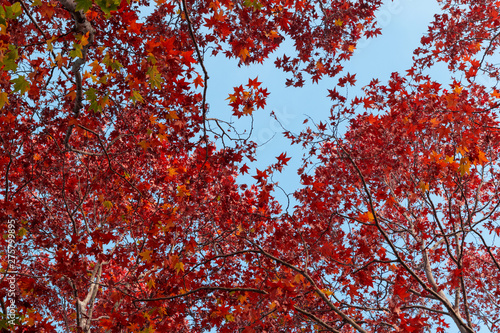 Red autumn leaves on blue sky. © AlexandraDaryl
