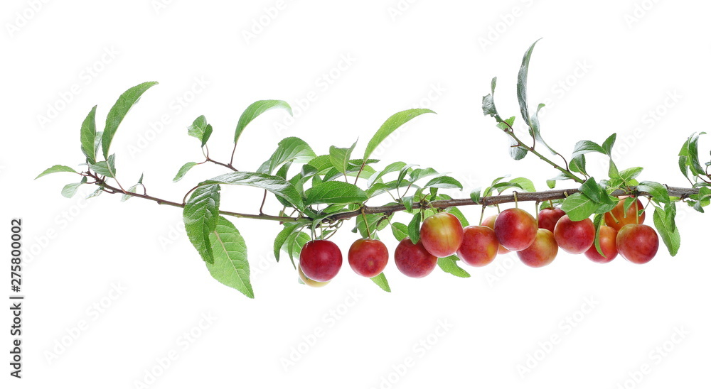 Obraz premium Wild red plums with leaves and twigs, isolated on white background