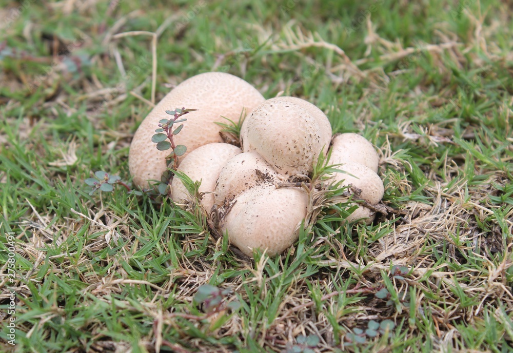 mushroom in grass beds in the month of june mushroom in grass beds in the month of june