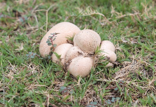 mushroom in grass beds in the month of june