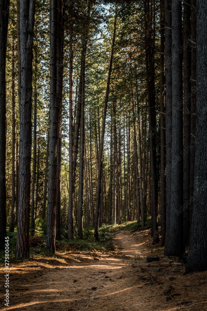 Obraz premium Sugarpines walk in Laurel Hill, New South Wales.