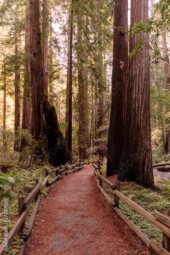 Redwood trees among walking path in Muir Woods National Park. California, USA.