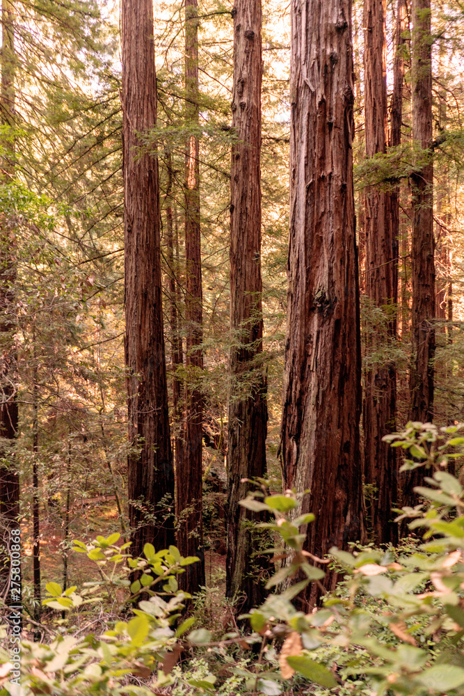 Gigantic sequoias in Muir Woods National Park. California, USA. Gigantic sequoias in Muir Woods National Park. California, USA.