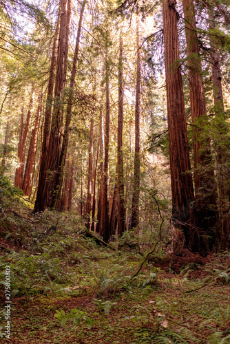 Redwood trees at Muir Woods National Park. California, USA.