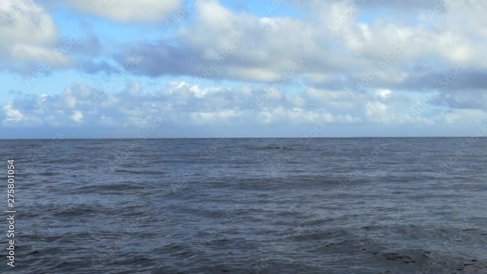 Slow Motion: Shark Fins Appearing And Disappearing In Ocean Water, Kauai, Hawaii Slow Motion: Shark Fins Appearing And Disappearing In Ocean Water, Kauai, Hawaii