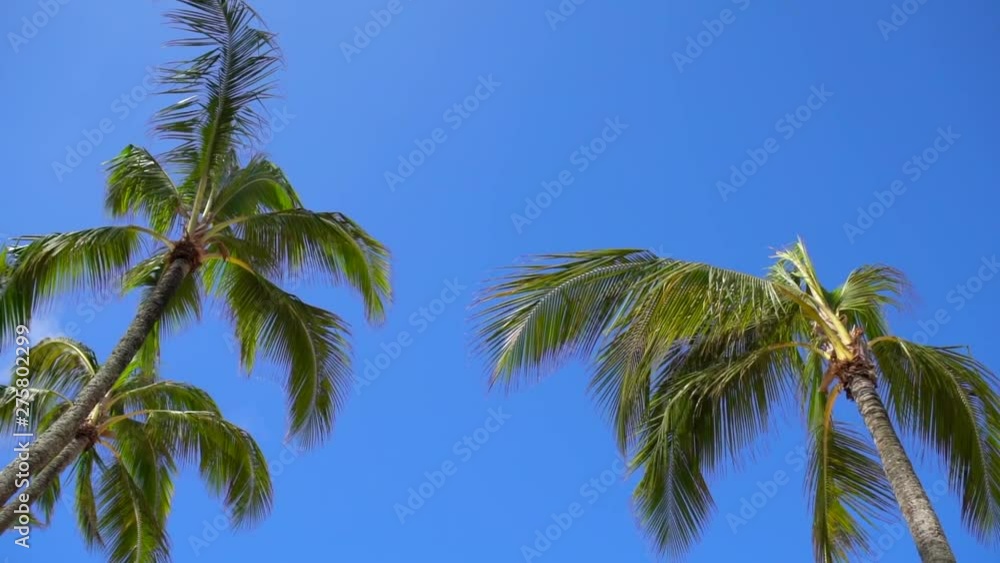 Slow Motion: Palm Trees In Breeze, Vibrant Blue Sky, Kauai, Hawaii Slow Motion: Palm Trees In Breeze, Vibrant Blue Sky, Kauai, Hawaii