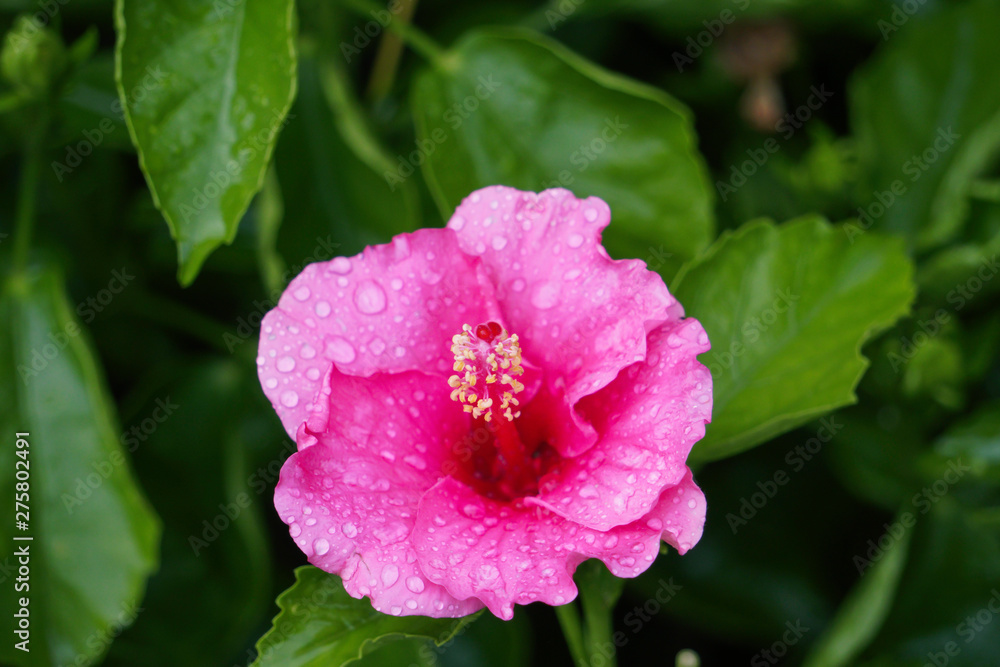 Pink Hibiscus Flower green background with Water Drops Pink Hibiscus Flower green background with Water Drops