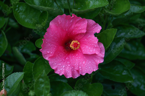 Single Pink Hibiscus Flower with Water Drops. Isolated Pink Hibiscus HD Image
